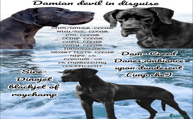 Great Dane dogs - Advert 1