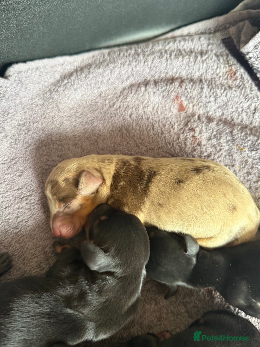 Dachshund dogs for sale: Litter of standard Dachshund  - Image 8