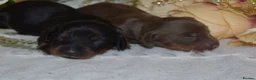 Miniature Dachshund dogs for sale: KC Long Coat Miniature Dachshund Puppies - Advert 18