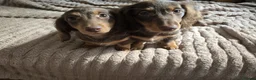 Miniature Dachshund dogs for sale: Beautiful Girls needing a forever home. - Advert 2