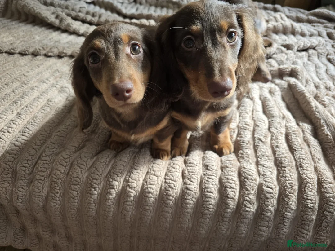Miniature Dachshund dogs for sale: Beautiful Girls needing a forever home. - Advert 2