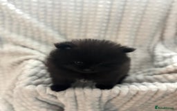 Pomeranian dogs for sale: Pedigree miniature pomeranians - Image 21