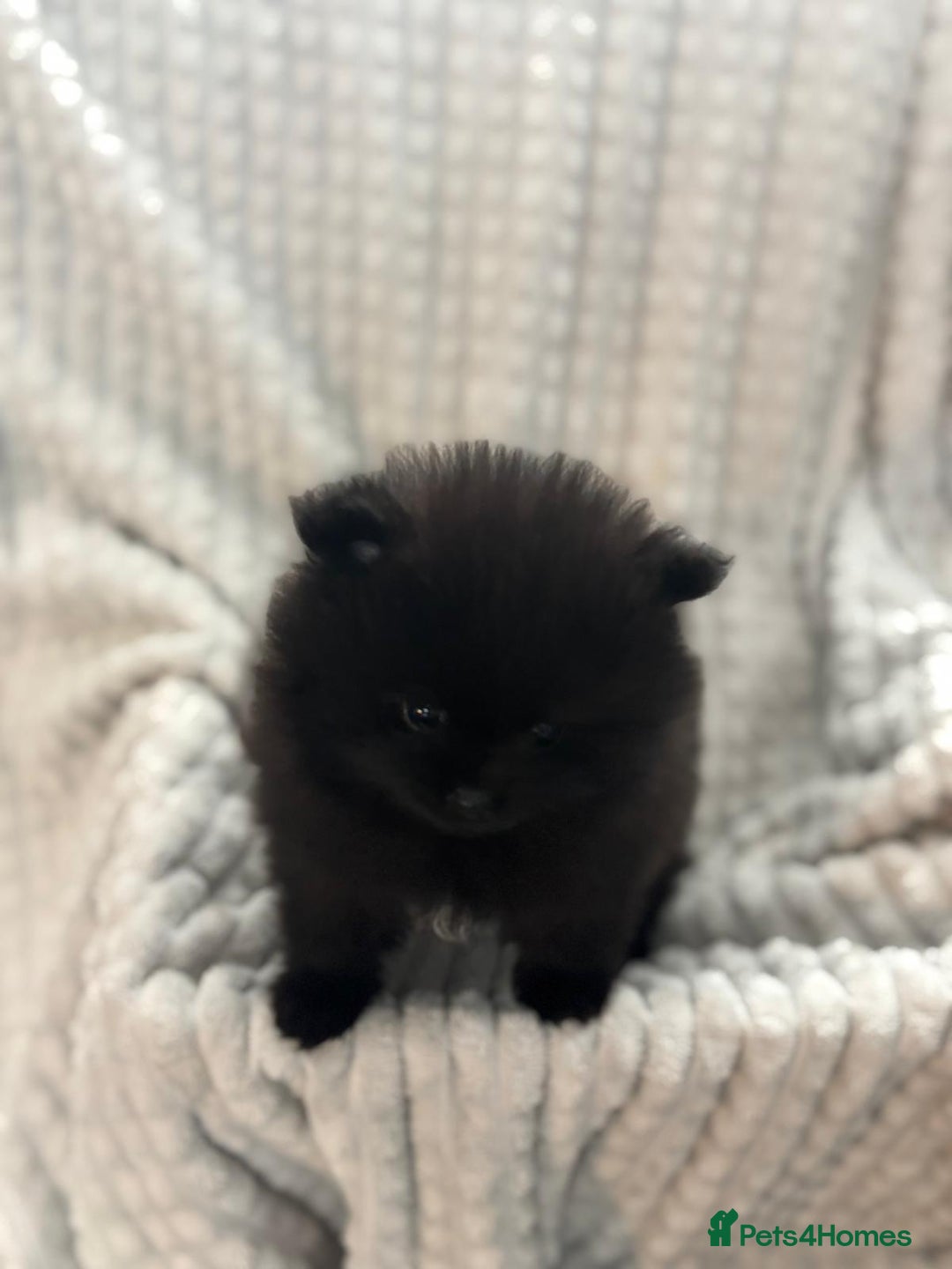 Pomeranian dogs for sale: Pedigree miniature pomeranians - Image 21