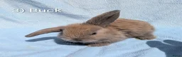 Mini Lop rabbits for sale: Stunning Mini Lop Babies  - Advert 3