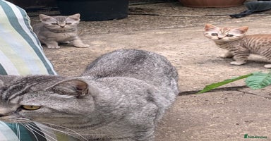 British Shorthair cats - Advert 14