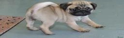 Pug dogs for sale: Pretty pug black and fawn puppies  in London - Advert 8