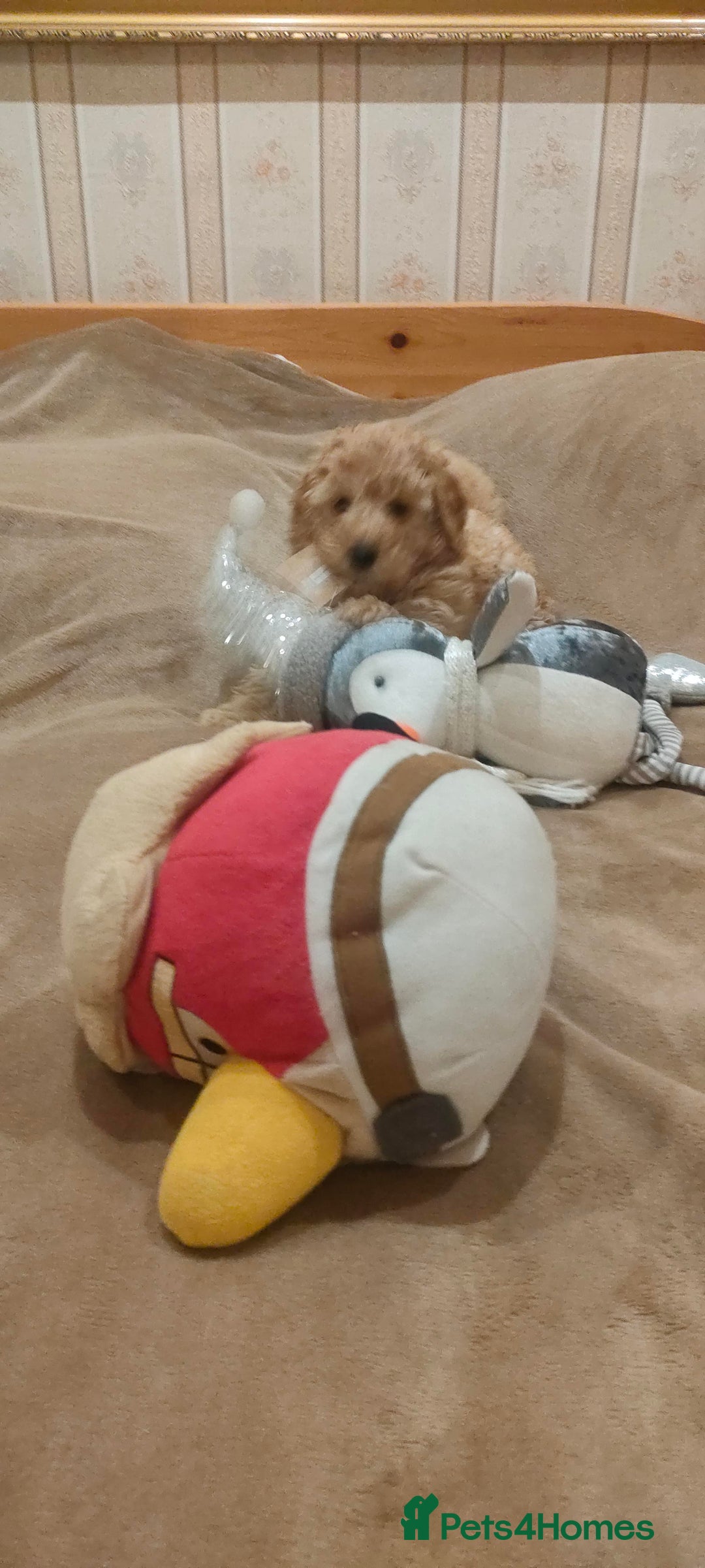 Miniature Poodle dogs for sale: ✨ Miniature Poodle Puppies for Reservation! ✨   - Advert 21