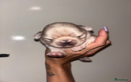 Pug dogs for sale: Beautiful kc registered Pug puppies - Image 30