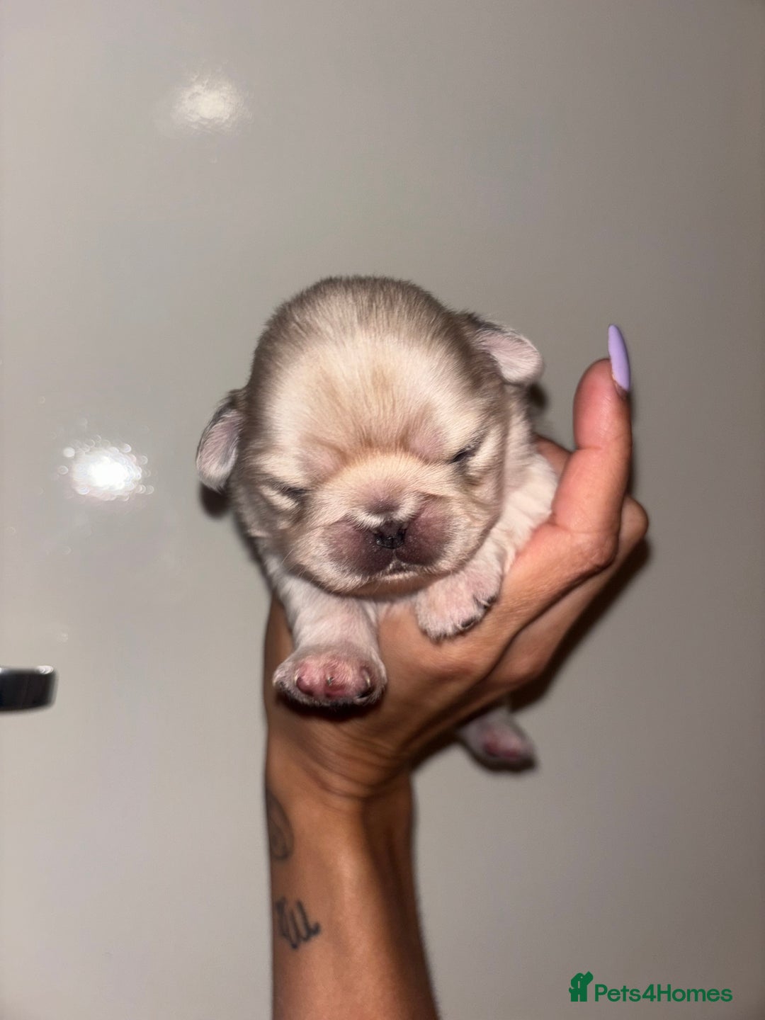 Pug dogs for sale: Beautiful kc registered Pug puppies - Image 30