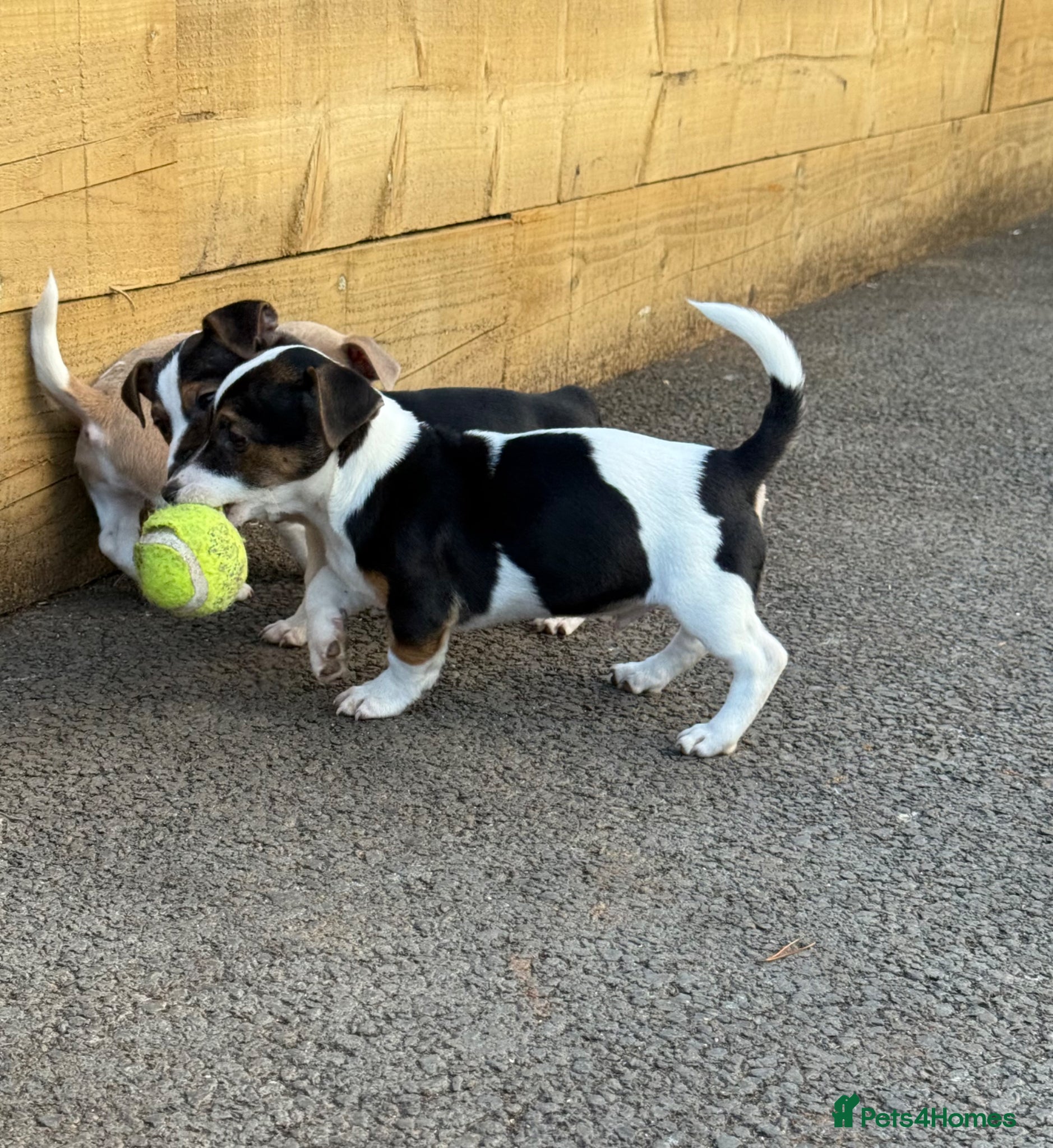 Jack Russell dogs for sale: ‘Naughty’ Jack Russell Pups  in Kilgetty - Advert 17