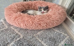 British Shorthair cats for sale: BSH from GCCF parents, champions in pedigree - Image 4