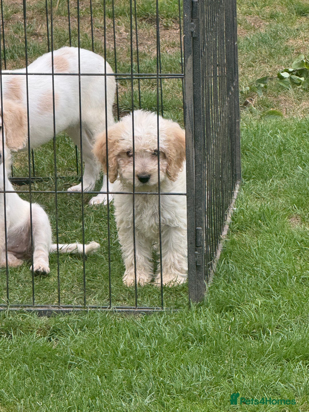 Cockapoo dogs for sale: Beautiful cockapoo pups ready now - Image 6