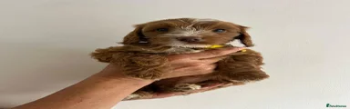 Cockapoo 1