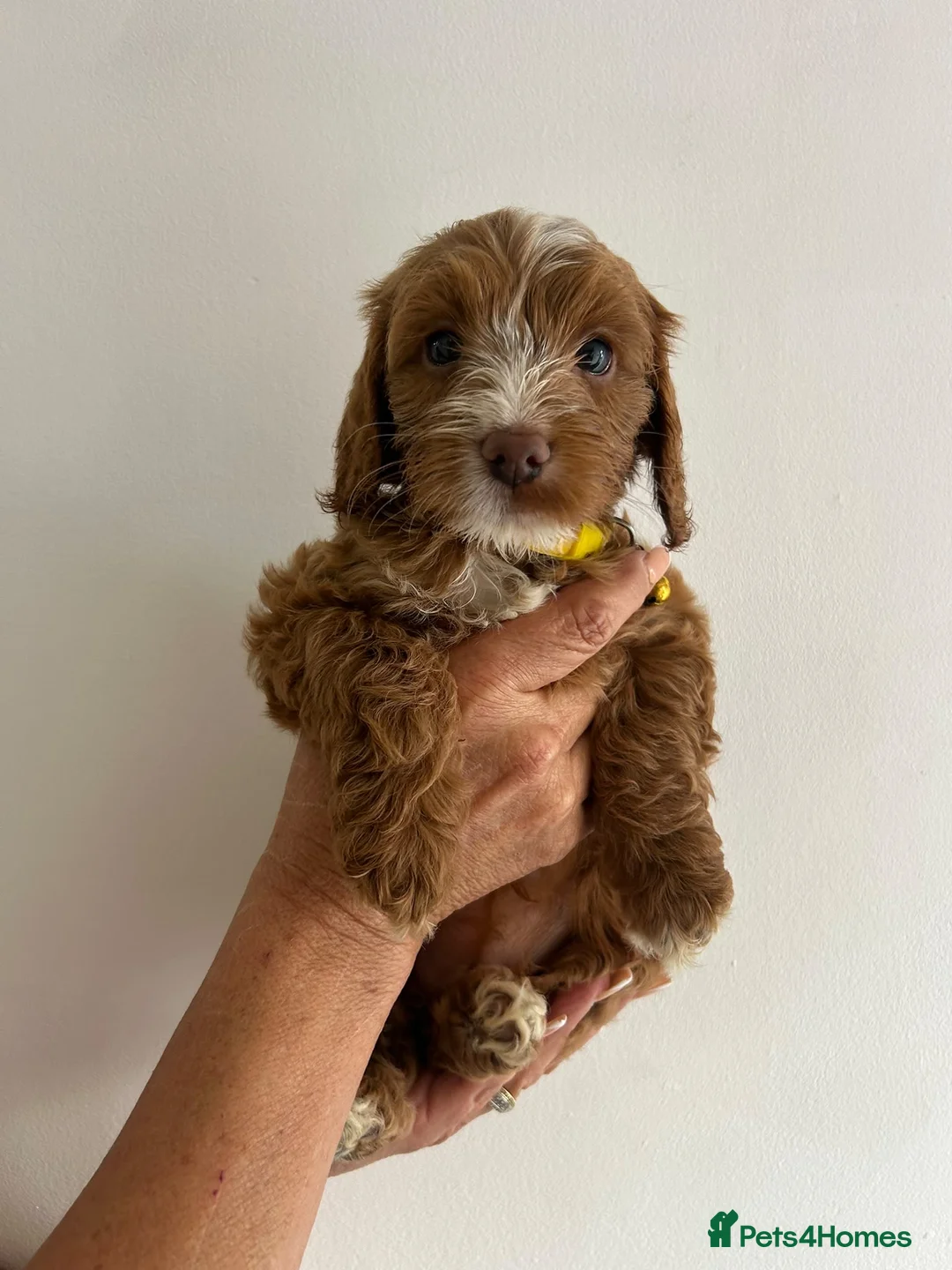 Cockapoo dogs for sale: F1b cockapoo prcd-pra clear  in Middlewich - Advert 11