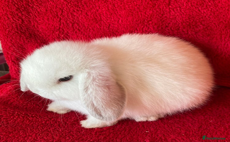 Mini Lop rabbits - Advert 2