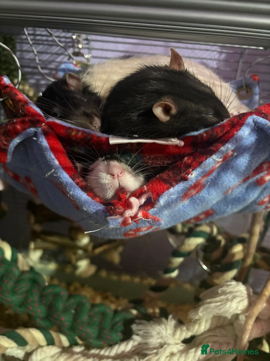 Rat rodents for sale: 4 males rats 2, 2 years old and 2 1 years old  - Advert 1