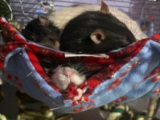 Rat rodents 4 males rats 2, 2 years old and 2 1 years old - Advert 1