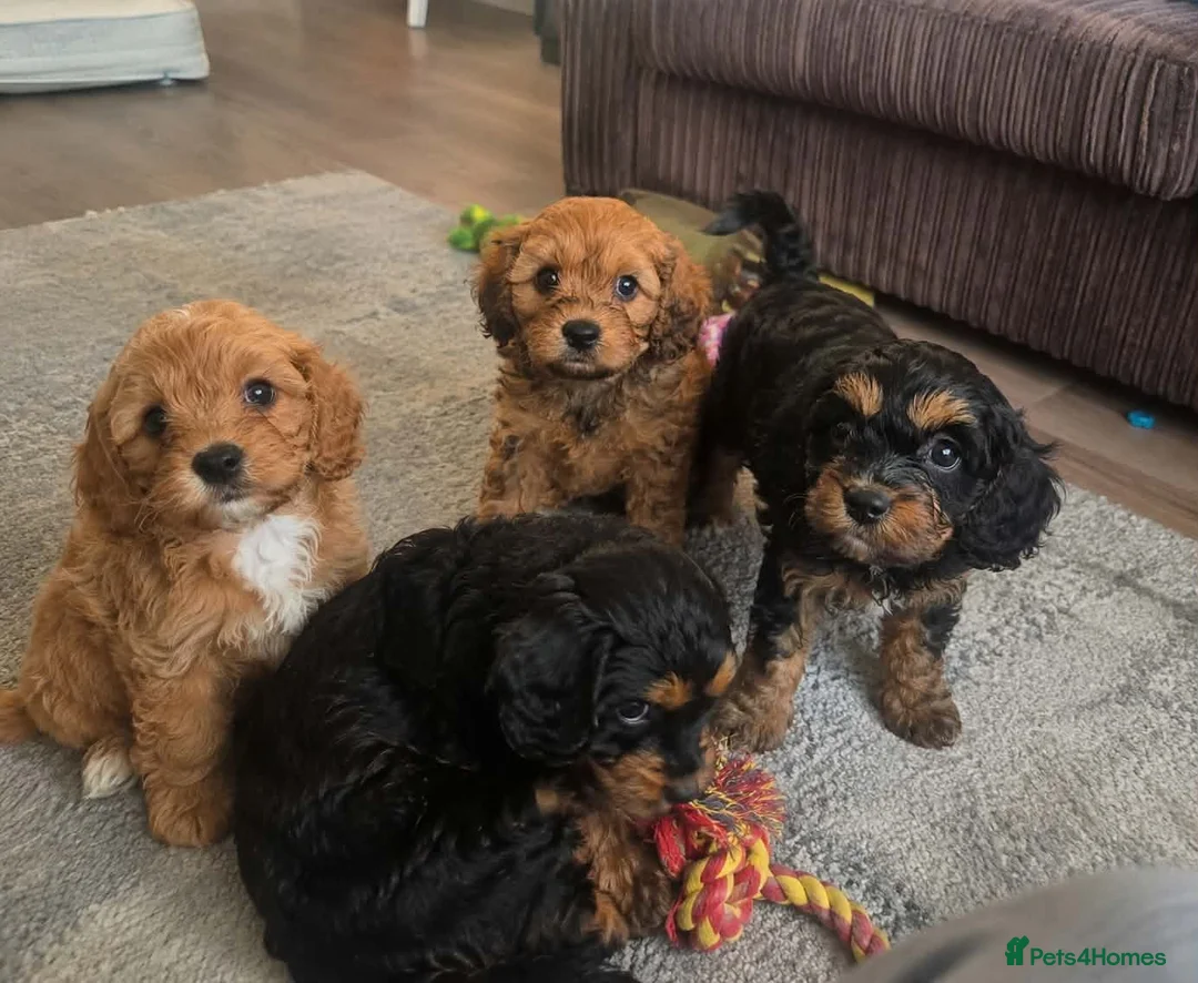 Cavapoo dogs for sale: F1 CAVAPOO PUPPIES - Advert 2