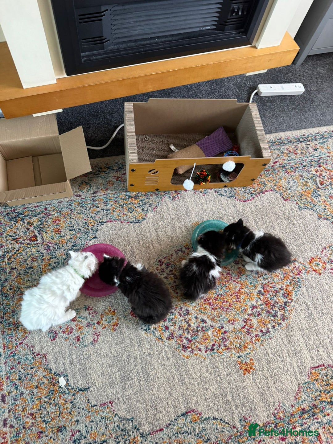 Turkish Angora cats for sale: Turkish Angora cross breed kittens - Advert 14