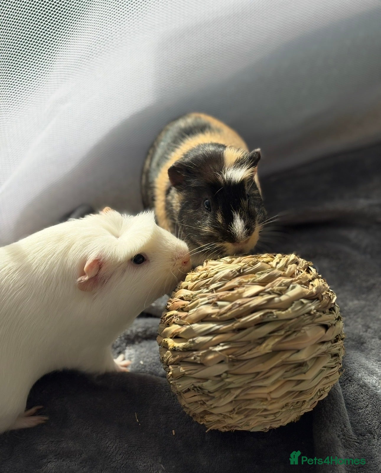 Guinea Pig rodents x2 Bonded Male Guinea Pigs - Advert 1