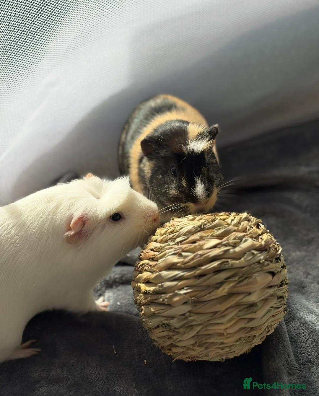 Guinea Pig rodents for sale: x2 Bonded Male Guinea Pigs - Advert 1