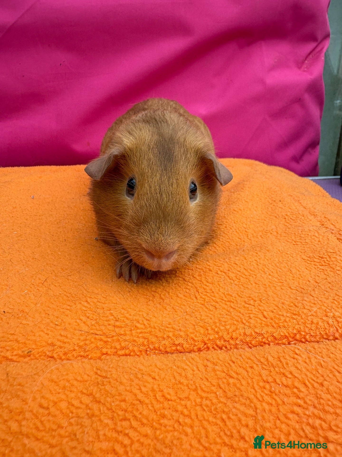 Guinea Pig rodents Dark Eyed Golden & Himalayan Boars  - Advert 2