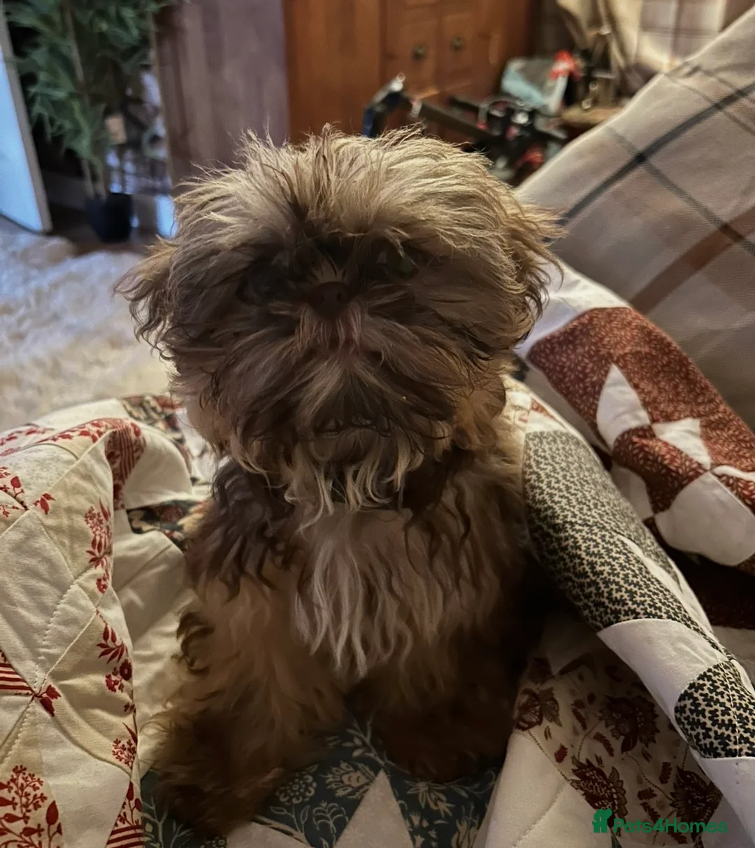 Mixed Breed dogs for sale: Imperial Shih Tzu x griffin - Advert 2
