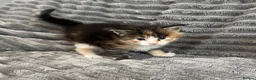 Maine Coon cats for sale: 2 beautiful Maine coon kittens - Advert 17