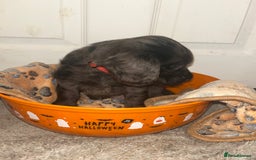 Cockapoo dogs for sale: 💫✨🐶🐾Gorgeous F1B Cockapoos🐾🐶✨💫 - Image 17