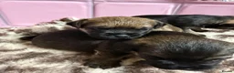 Border Terrier dogs for sale: One girl border puppy - Advert 10