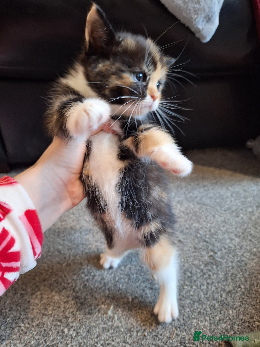 Mixed Breed cats for sale: Mix breed kittens, 1/4 ragdoll  - Advert 12