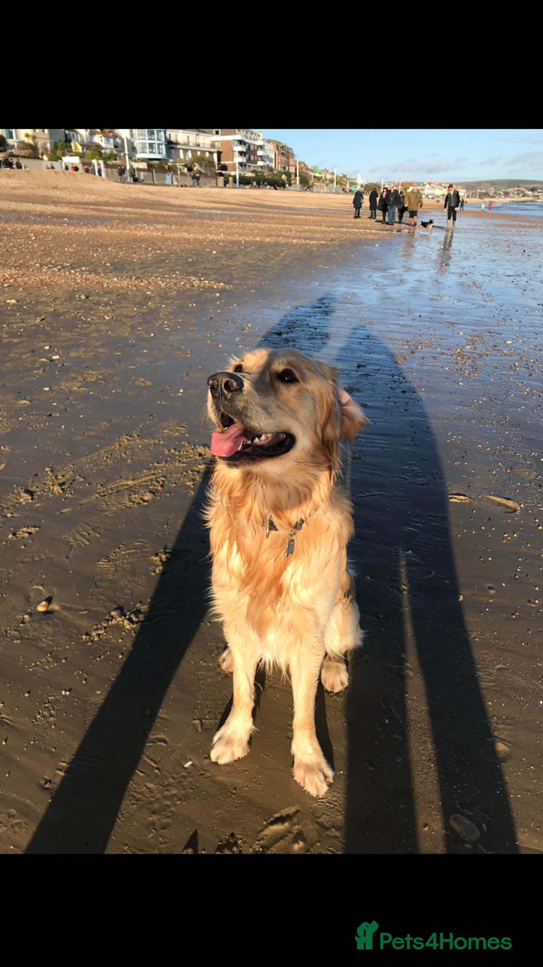 Mixed Breed dogs for sale: Beautiful chunky golden retriever x cockapoos  - Image 38