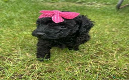 Miniature Poodle dogs for sale: Miniature Poodle puppies - Image 4