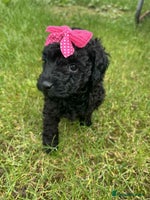 Miniature Poodle dogs - Advert 3
