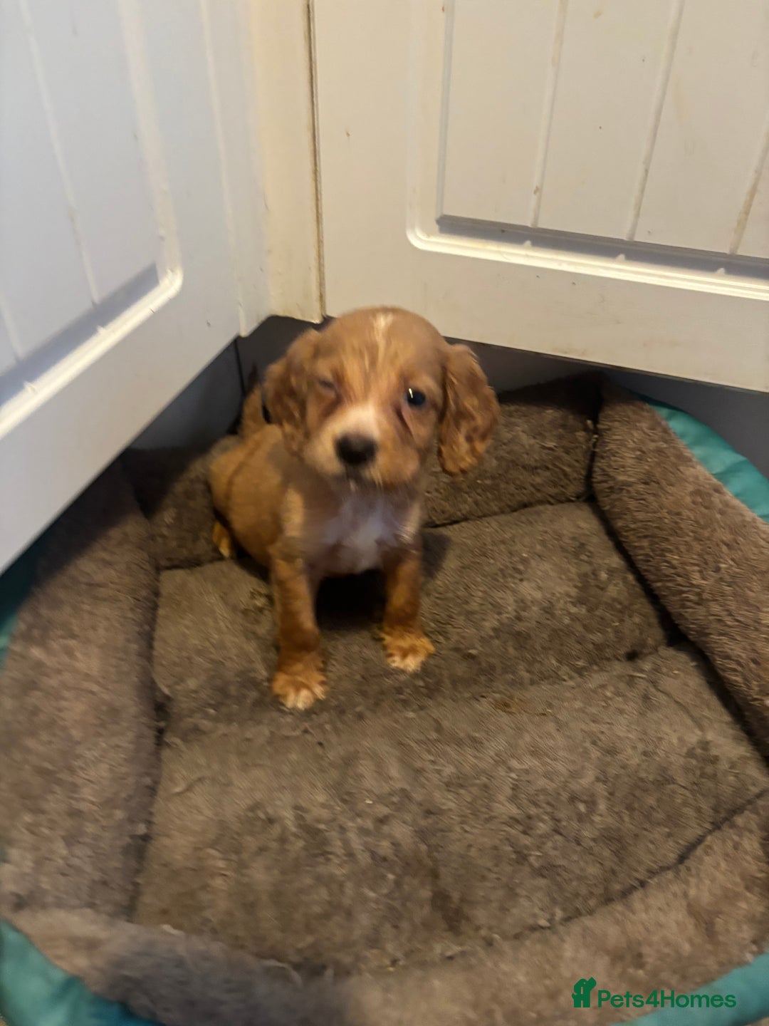Cocker Spaniel dogs for sale: 5 lovely cocker spaniels  - Advert 3