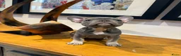 French Bulldog dogs for sale: French bulldog puppies - Advert 5