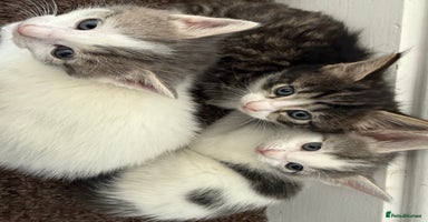 Mixed Breed cats - Advert 4