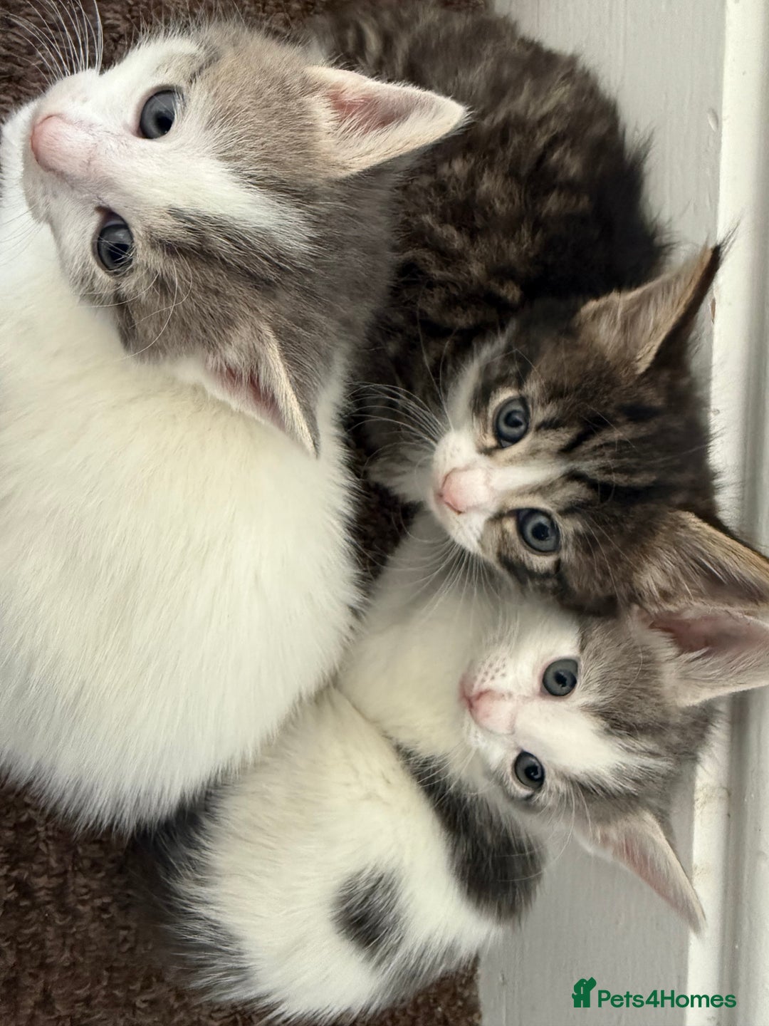 Mixed Breed cats for sale: Cuddly kittens up for adoption  - Image 2