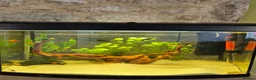 Live Bearers fish for sale: The whole set up £100 - Advert 1