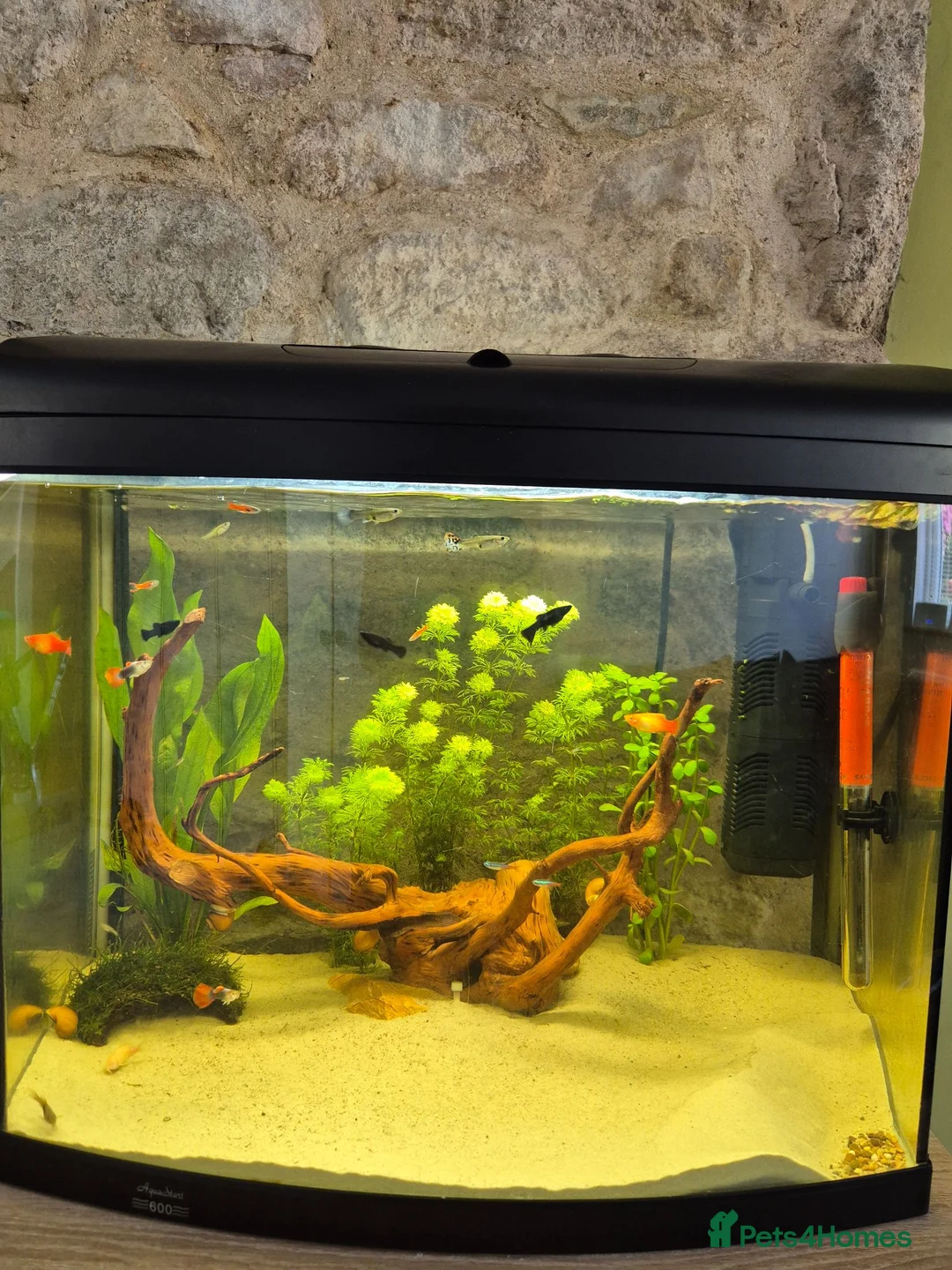 Live Bearers fish for sale: The whole set up £100 - Advert 1