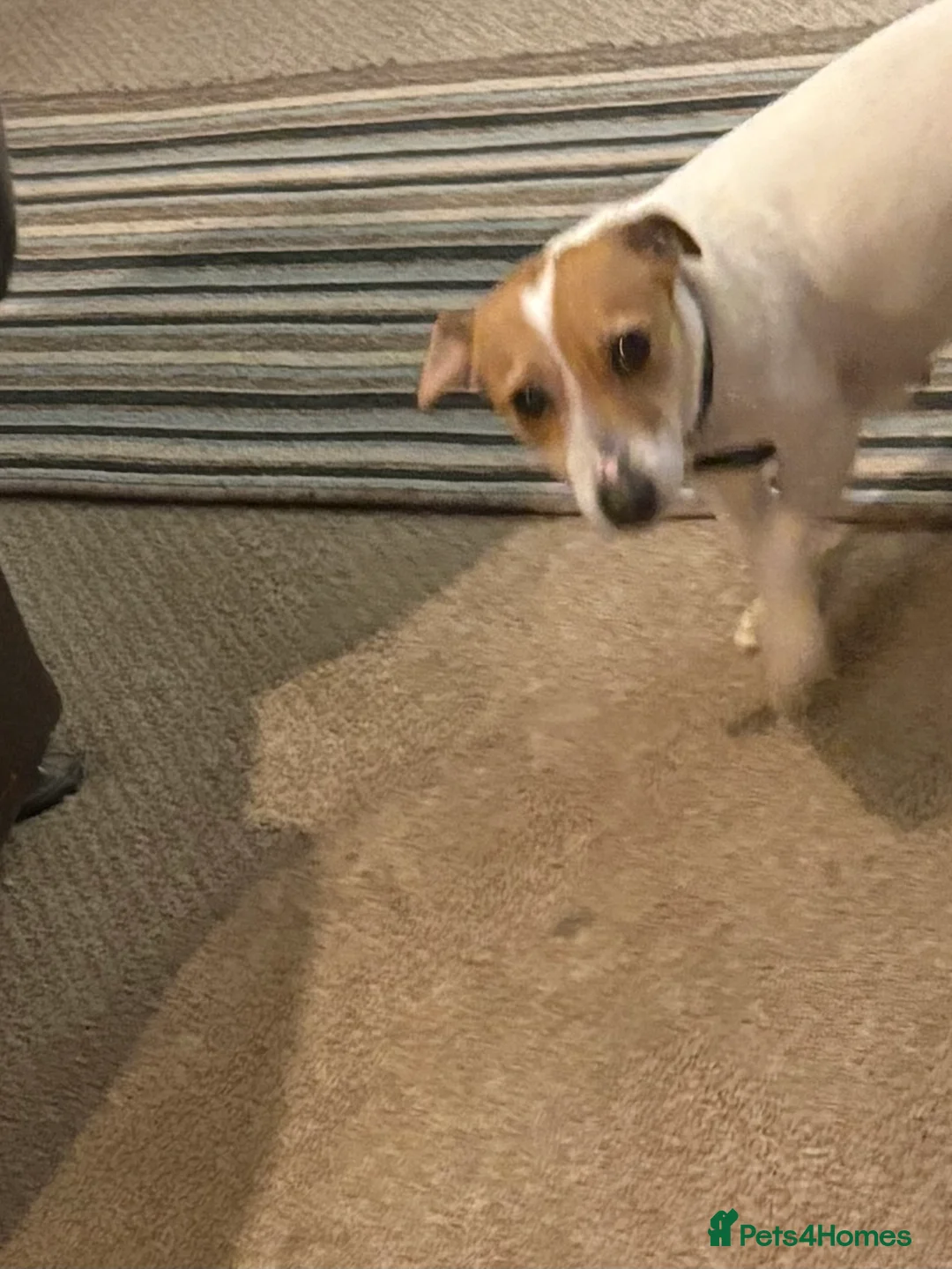 Jack Russell dogs for sale: Jack Russell puppies, - Advert 1
