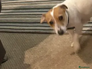 Jack Russell dogs Jack Russell puppies, - Advert 2