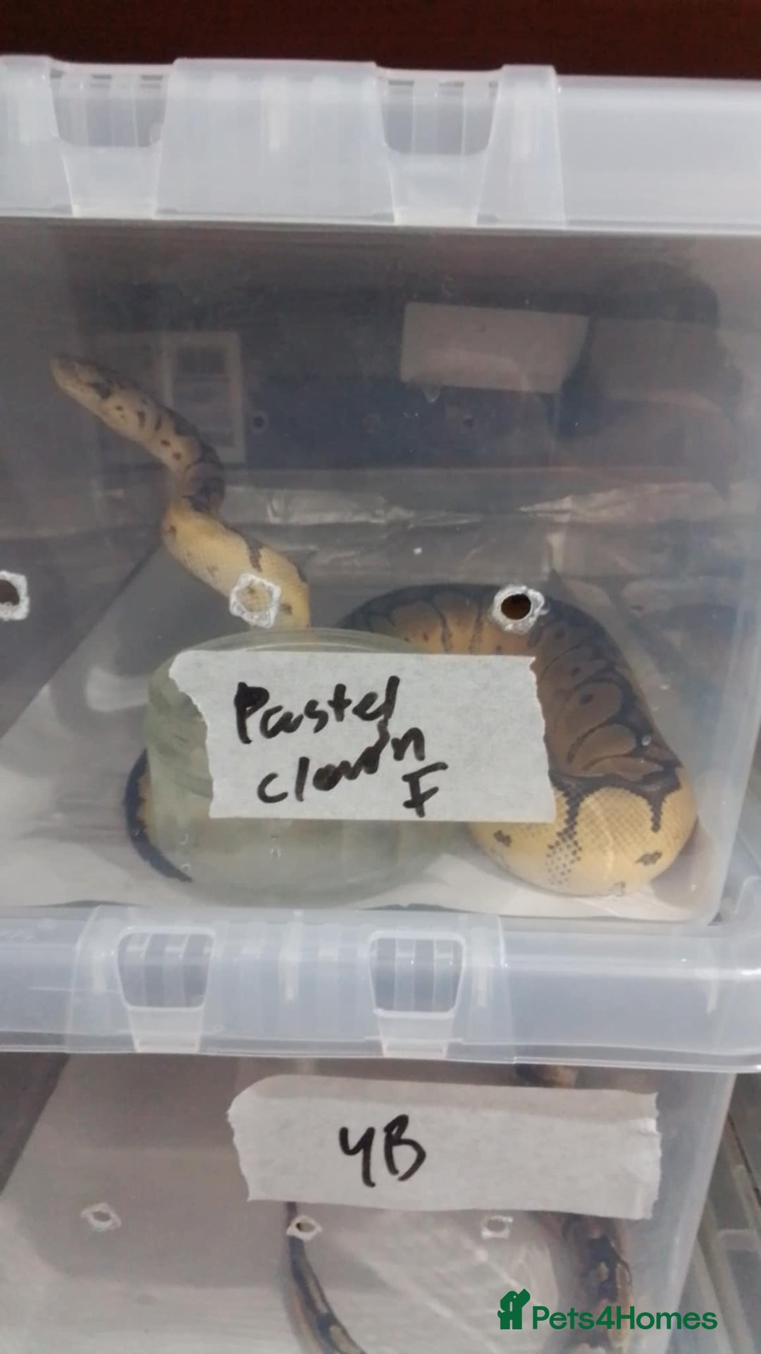 Python Snake reptiles for sale: Ball pythons for sale  - Advert 15