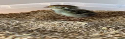 Quail poultry for sale: coturnix quail - Advert 1