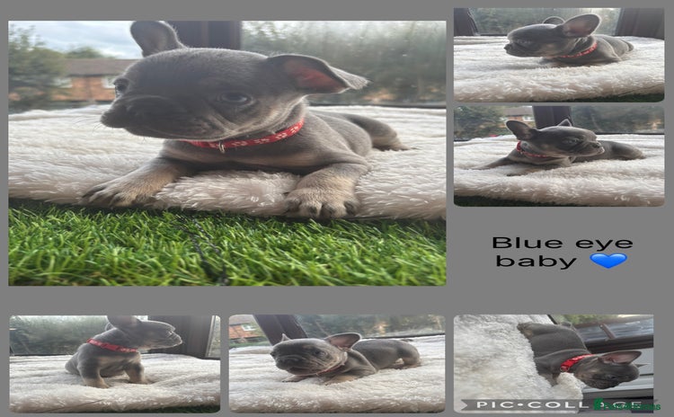 French Bulldog dogs - Advert 2