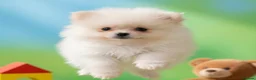 Pomeranian dogs for sale: Amazing Pomeranian  **  Puppy pure White colour in Salford - Advert 15