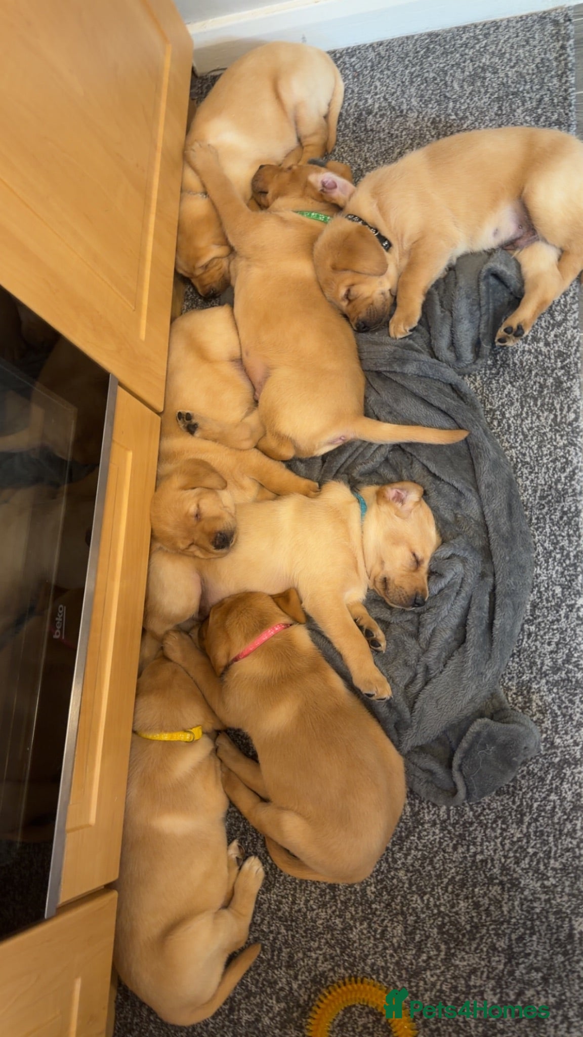 Labrador Retriever dogs Beautiful chunky yellow Labrador puppies  - Advert 1