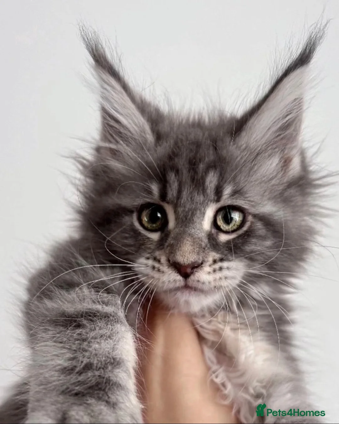 Maine Coon cats for sale: Stunning xl Maine coon kittens - Advert 1