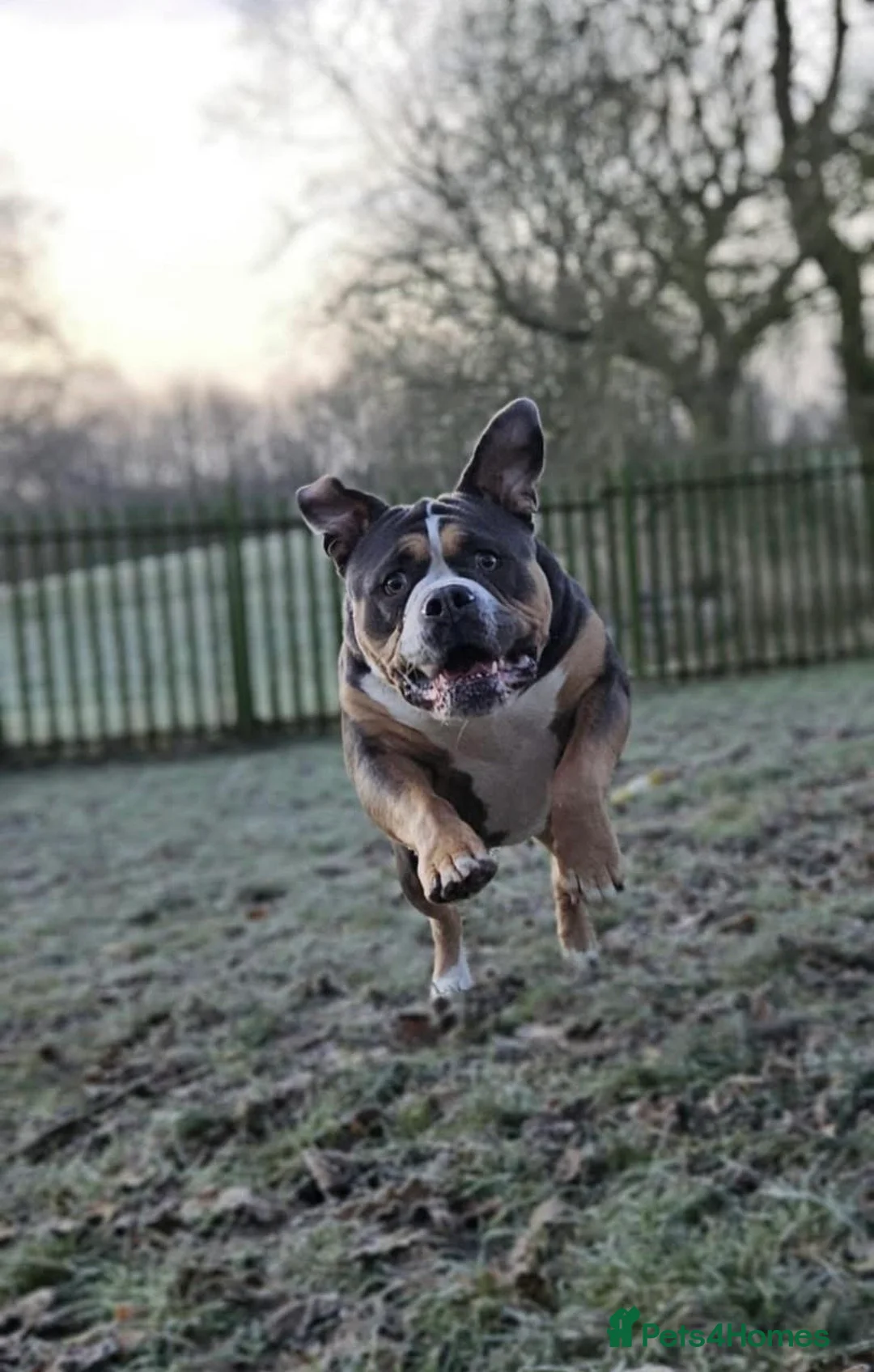 Olde English Bulldogge dogs for sale: Barney - Advert 6