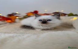 Ragdoll cats for sale: Adorable Ragdoll Kittens - GCCF registered - Image 4